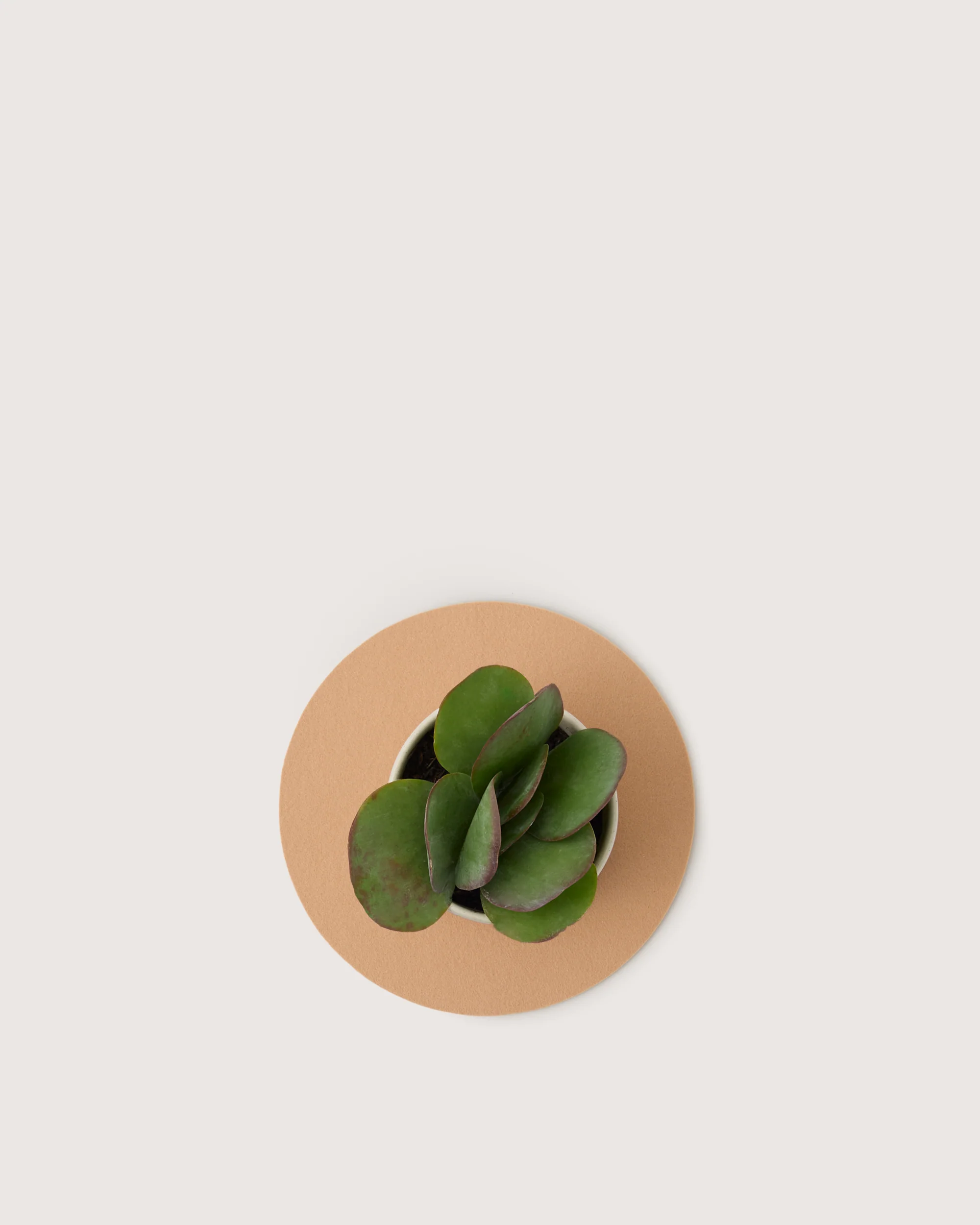 Spring Tabletop